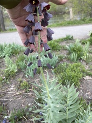 Fritillaria persica