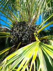 Arecaceae