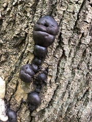 Daldinia concentrica