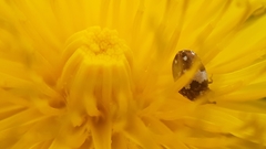 Anthrenus isabellinus