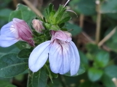 Justicia petiolaris