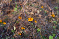 Sclerocarpus divaricatus