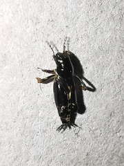Neotridactylus