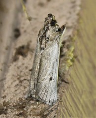 Melitara subumbrella