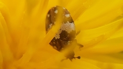 Anthrenus isabellinus