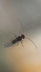 Lachesillidae