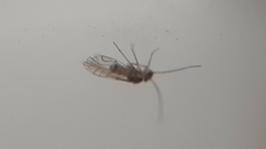 Lachesillidae