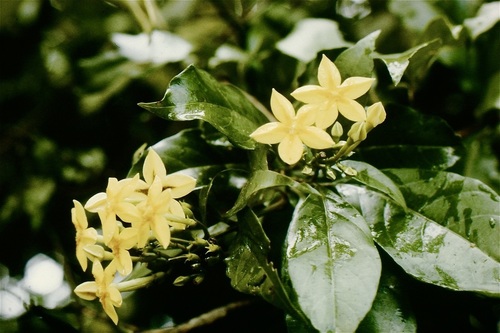 Forest Star
