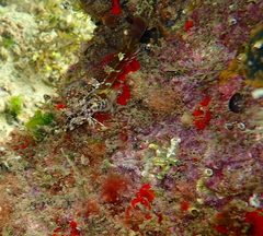 Bovichtus angustifrons