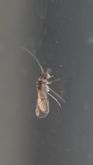Lachesillidae
