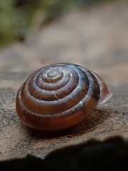 Perforatella bidentata