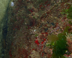 Bovichtus angustifrons