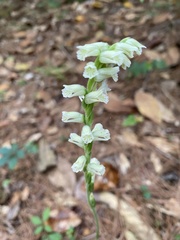 Spiranthes sylvatica