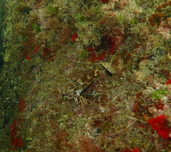 Bovichtus angustifrons