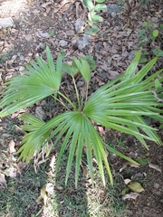 Arecaceae