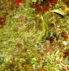 Bovichtus angustifrons