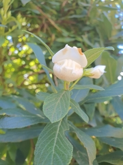 Bowkeria verticillata