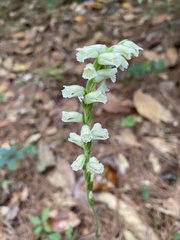 Spiranthes sylvatica