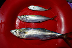 Scomberomorus sierra