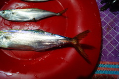 Scomberomorus sierra