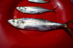 Scomberomorus sierra