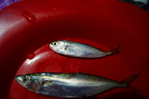 Carangiformes