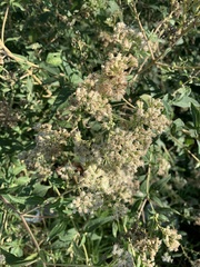 Austroeupatorium inulifolium