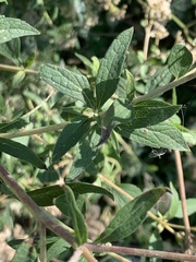 Austroeupatorium inulifolium