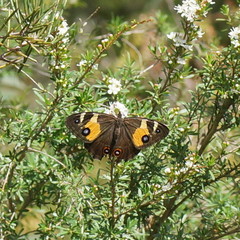 Tisiphone abeona albifascia
