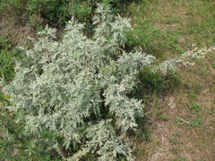Artemisia messerschmidtiana