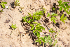 Aegopodium podagraria