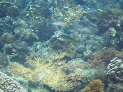 Anampses elegans
