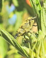 Gasteroclisus