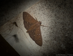 Prorodes mimica