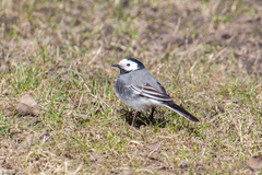 Motacilla alba