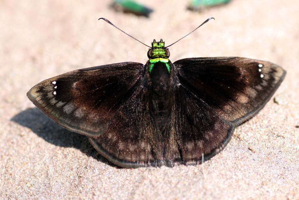Green-headed Sootywing