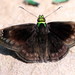 Green-headed Sootywing - Photo (c) yakovlev.alexey, some rights reserved (CC BY-SA)