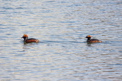 Podiceps auritus