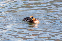 Podiceps auritus