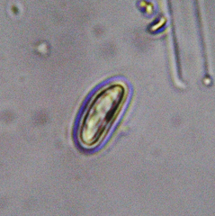 Lecanora xylophila image