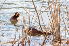 Podiceps auritus