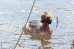 Podiceps auritus