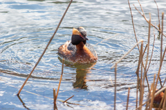 Podiceps auritus