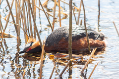 Podiceps auritus