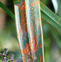Puccinia malvacearum