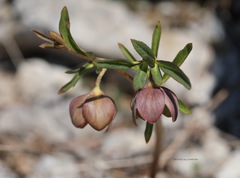 Helleborastrum