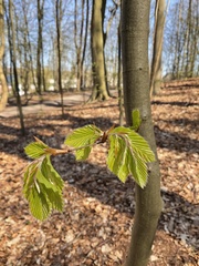 Fagus sylvatica