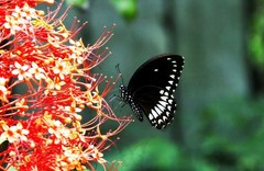 Papilio dravidarum