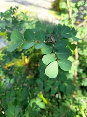 Angiospermae