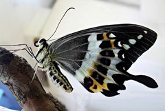 Papilio liomedon
